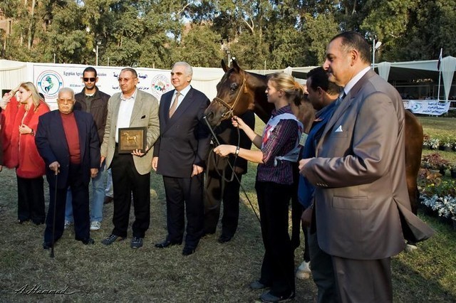 DSC_0631 - adj (Medium).jpg - Most Classical Head, Males PLUS WAHO Champ
Name:  KENZ NOOR (ET)
( IMPERIAL MADORI  X NAKSH EL KOLOOB )       
Breeder:  Noor Stud - Egypt 
Owner:  Rabab Stud - Egypt