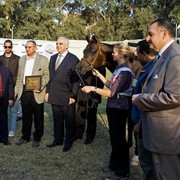 DSC_0631 - adj (Medium).jpg - Most Classical Head, Males PLUS WAHO Champ
Name:  KENZ NOOR (ET)
( IMPERIAL MADORI  X NAKSH EL KOLOOB )       
Breeder:  Noor Stud - Egypt 
Owner:  Rabab Stud - Egypt