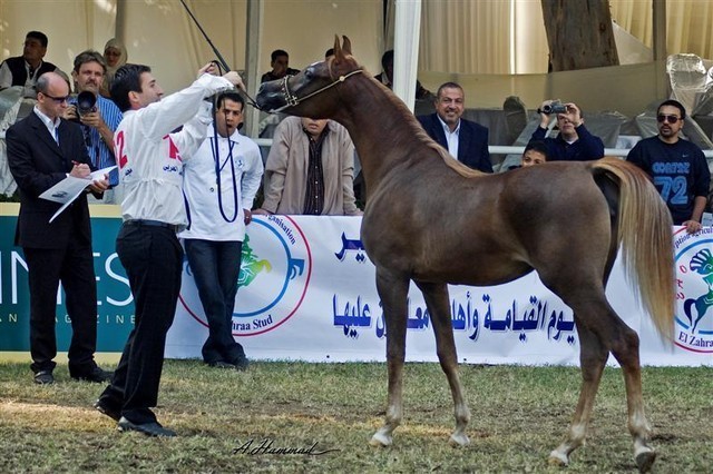 DSC_9283 - adj (Medium).jpg - General Photo