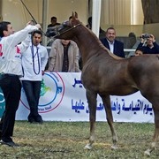 DSC_9283 - adj (Medium).jpg - General Photo