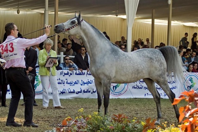 DSC_0414 - adj (Medium).jpg - General Photo