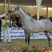 DSC_0414 - adj (Medium).jpg - General Photo