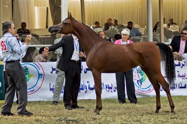 DSC_9327 - adj - 196 (Medium).jpg - Junior fillies Reserve Champion
Name: ANESSAT AL KHALEDIAH
( F SHAMAAL X FS PREMIRRA )                
Breeder: Al Khalediah Farm K.S.A.
Owner: Al Khalediah Farm K.S.A.
