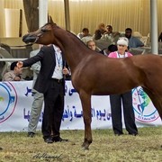 DSC_9327 - adj - 196 (Medium).jpg - Junior fillies Reserve Champion
Name: ANESSAT AL KHALEDIAH
( F SHAMAAL X FS PREMIRRA )                
Breeder: Al Khalediah Farm K.S.A.
Owner: Al Khalediah Farm K.S.A.
