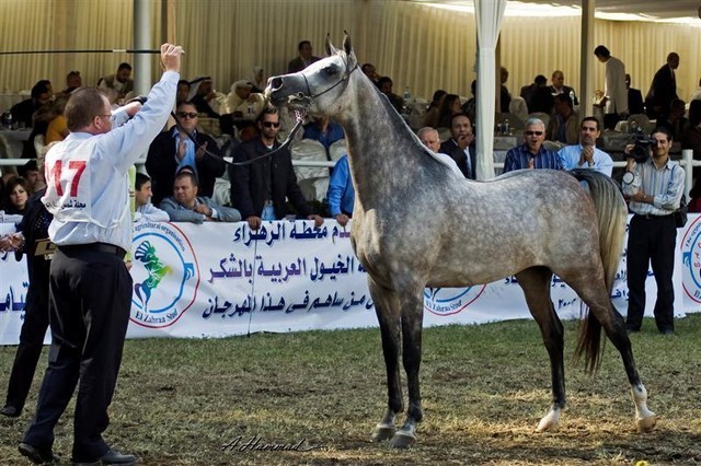 DSC_0276 - adj (Medium).jpg - General Photo