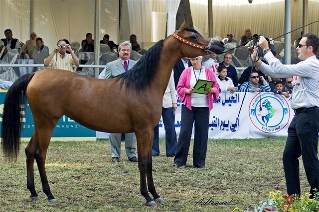 DSC_9347 - adj - 201 (Medium).jpg - Junior fillies Champion 
Name: SHAMMAA AL KHALEDIAH 
( F SHAMAAL X WIEZA WIATROW)                           
Breeder: Al Khalediah Farm K.S.A.
Owner: Al Khalediah Farm K.S.A.
