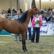 DSC_9347 - adj - 201 (Medium).jpg - Junior fillies Champion 
Name: SHAMMAA AL KHALEDIAH 
( F SHAMAAL X WIEZA WIATROW)                           
Breeder: Al Khalediah Farm K.S.A.
Owner: Al Khalediah Farm K.S.A.
