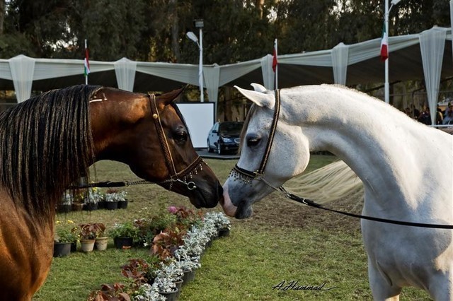 DSC_0622 - adj (Medium).jpg - Left Most Classical Head, Males
Name:  KENZ NOOR (ET)
( IMPERIAL MADORI  X NAKSH EL KOLOOB )       
Breeder:  Noor Stud - Egypt 
Owner:  Rabab Stud - Egypt
