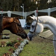 DSC_0622 - adj (Medium).jpg - Left Most Classical Head, Males
Name:  KENZ NOOR (ET)
( IMPERIAL MADORI  X NAKSH EL KOLOOB )       
Breeder:  Noor Stud - Egypt 
Owner:  Rabab Stud - Egypt

