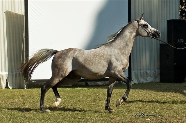 DSC_0274 - adj (Medium).jpg - General Photo