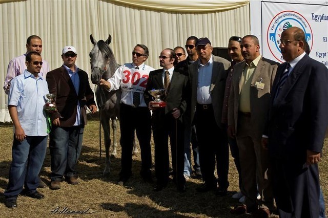 DSC_0257 - adj - 302 (Medium).jpg - Junior Colts Champion 
Name: EL PALACIO VO 
( AL LAHAB X  EL DORADA )               
Breeder: U.S.A
Owner: Al Khalediah Farm K.S.A.