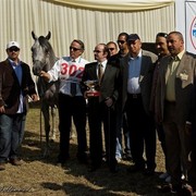 DSC_0257 - adj - 302 (Medium).jpg - Junior Colts Champion 
Name: EL PALACIO VO 
( AL LAHAB X  EL DORADA )               
Breeder: U.S.A
Owner: Al Khalediah Farm K.S.A.
