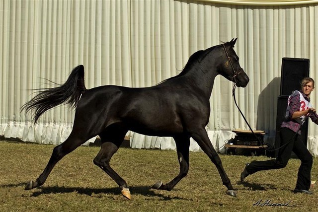 DSC_0229 - adj (Medium).jpg - General Photo