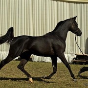 DSC_0229 - adj (Medium).jpg - General Photo