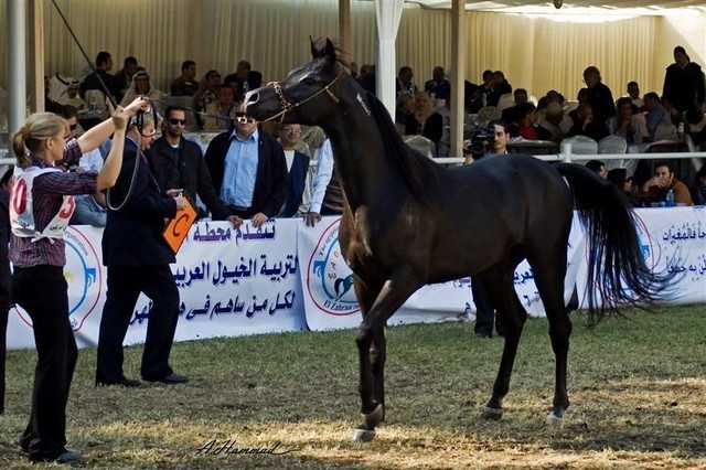 DSC_0243 - adj (Medium).jpg - General Photo