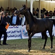 DSC_0243 - adj (Medium).jpg - General Photo