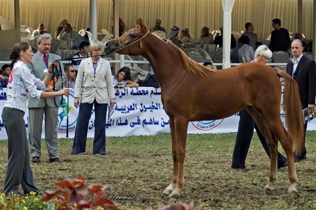 DSC_9303 - adj (Medium).jpg - General Photo AMOURA HAMDAN ( Ebn El Basha A X Helaleyet Ikhnatoon)