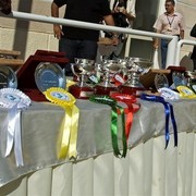 DSC_0155 - adj (Medium).jpg - General Photo