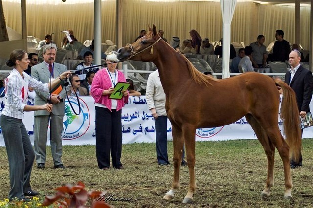 DSC_9302 - adj (Medium).jpg - General Photo AMOURA HAMDAN ( Ebn El Basha A X Helaleyet Ikhnatoon)