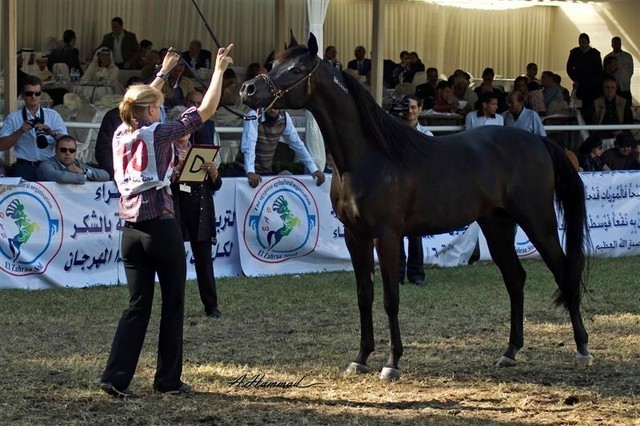 DSC_0241 - adj (Medium).jpg - General Photo