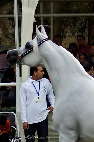 DSC_9993 - adj (Medium).jpg - Senior Mares Reserve Champion
Name:  KHARELLE
( DAKAR EL JAMAAL  X  KHEMOSELLE )             
Breeder: U.S.A
Owner: Al Khalediah Farm K.S.A.