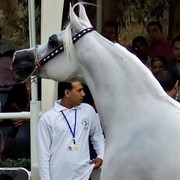 DSC_9993 - adj (Medium).jpg - Senior Mares Reserve Champion
Name:  KHARELLE
( DAKAR EL JAMAAL  X  KHEMOSELLE )             
Breeder: U.S.A
Owner: Al Khalediah Farm K.S.A.