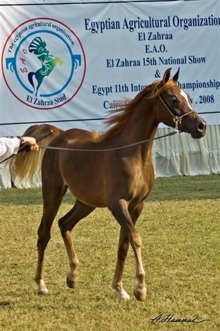 DSC_9271 - adj (Medium).jpg - General Photo