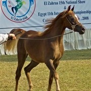 DSC_9271 - adj (Medium).jpg - General Photo