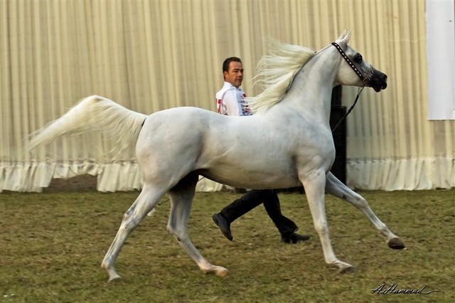 DSC_9984 - adj (Medium).jpg - Senior Mares Reserve Champion
Name:  KHARELLE
( DAKAR EL JAMAAL  X  KHEMOSELLE )             
Breeder: U.S.A
Owner: Al Khalediah Farm K.S.A.