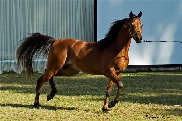 DSC_0173 - adj (Medium).jpg - General Photo