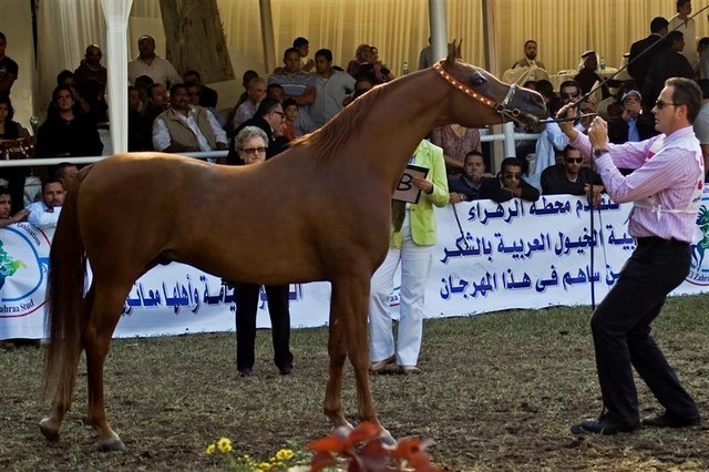 DSC_0531 -adj (Medium).jpg - Senior Stallions Champion
Name:  F SHAMAAL
( MAYOUN  X  SARAMEENA )           
Breeder: Germany
Owner: Al Khalediah Farm K.S.A.
