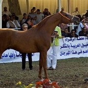 DSC_0531 -adj (Medium).jpg - Senior Stallions Champion
Name:  F SHAMAAL
( MAYOUN  X  SARAMEENA )           
Breeder: Germany
Owner: Al Khalediah Farm K.S.A.