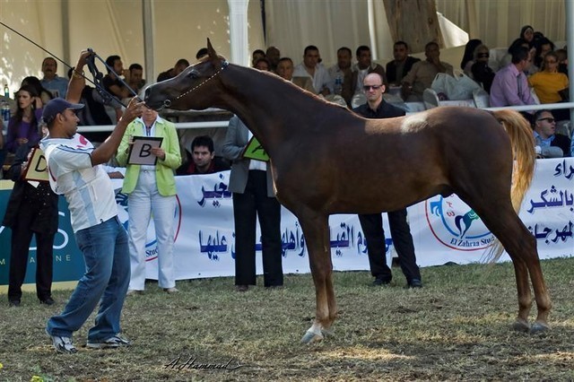 DSC_0306 - adj (Medium).jpg - General Photo