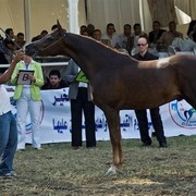 DSC_0306 - adj (Medium).jpg - General Photo