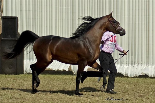 DSC_0197 - adj (Medium).jpg - General Photo