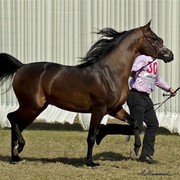 DSC_0197 - adj (Medium).jpg - General Photo