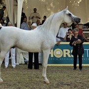 DSC_0575 - adj - 359 (Medium).jpg - Senior Stallions Reserve Champion
Name:  SHAFE PSUEDE
( PADRONS PSYCHE  X FOCUS SHALIA )       
Breeder: U.S.A
Owner: Al Khalediah Farm K.S.A.