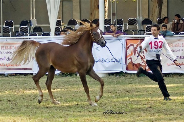 DSC_9274 - adj (Medium).jpg - General Photo