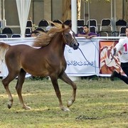 DSC_9274 - adj (Medium).jpg - General Photo