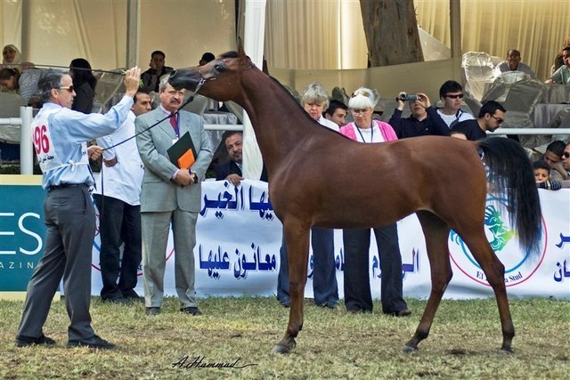DSC_9318 - adj - 196 (Medium).jpg - Junior fillies Reserve Champion
Name: ANESSAT AL KHALEDIAH
( F SHAMAAL X FS PREMIRRA )                
Breeder: Al Khalediah Farm K.S.A.
Owner: Al Khalediah Farm K.S.A.
