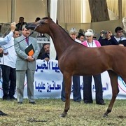 DSC_9318 - adj - 196 (Medium).jpg - Junior fillies Reserve Champion
Name: ANESSAT AL KHALEDIAH
( F SHAMAAL X FS PREMIRRA )                
Breeder: Al Khalediah Farm K.S.A.
Owner: Al Khalediah Farm K.S.A.
