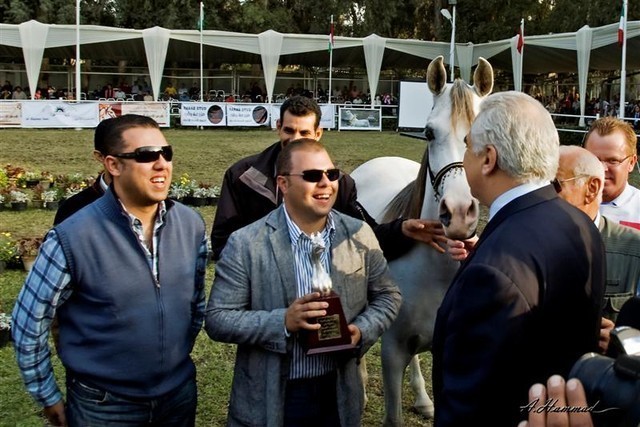 DSC_0611 - adj (Medium).jpg - Most Classical Head, Females 
Name:  IMPERIAL BAALANAH
( IMPERIAL BAAREZ  X IMPERIAL ORRAPHA )       
Breeder:  U.S.A 
Owner:  Al Farida Stud - Egypt