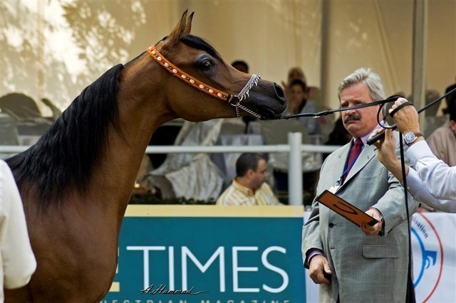 DSC_9351 - adj - 201 (Medium).jpg - Junior fillies Champion 
Name: SHAMMAA AL KHALEDIAH 
( F SHAMAAL X WIEZA WIATROW)                           
Breeder: Al Khalediah Farm K.S.A.
Owner: Al Khalediah Farm K.S.A.
