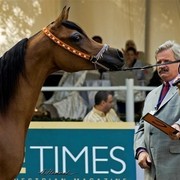 DSC_9351 - adj - 201 (Medium).jpg - Junior fillies Champion 
Name: SHAMMAA AL KHALEDIAH 
( F SHAMAAL X WIEZA WIATROW)                           
Breeder: Al Khalediah Farm K.S.A.
Owner: Al Khalediah Farm K.S.A.

