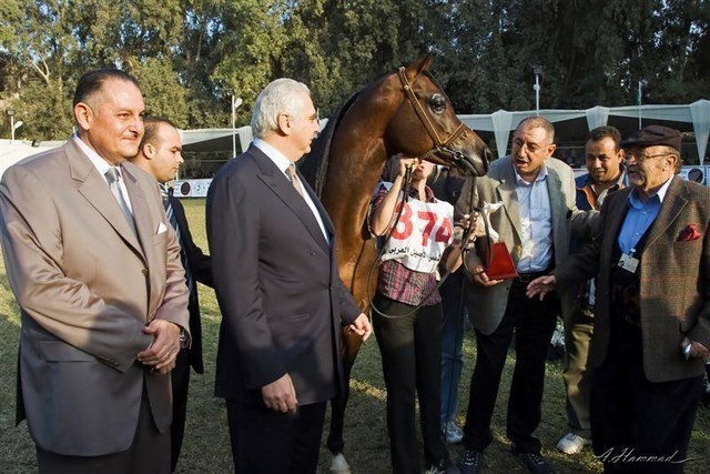 DSC_0603 - adj - AH (Medium).jpg - Most Classical Head, Males
Name:  KENZ NOOR (ET)
( IMPERIAL MADORI  X NAKSH EL KOLOOB )       
Breeder:  Noor Stud - Egypt 
Owner:  Rabab Stud - Egypt