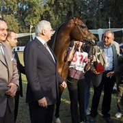 DSC_0603 - adj - AH (Medium).jpg - Most Classical Head, Males
Name:  KENZ NOOR (ET)
( IMPERIAL MADORI  X NAKSH EL KOLOOB )       
Breeder:  Noor Stud - Egypt 
Owner:  Rabab Stud - Egypt