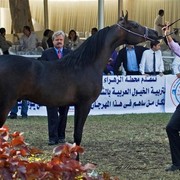 DSC_0114 - adj - 295 (Medium).jpg - Junior Colts Reserve Champion 
Name:  JAREER AL KHALEDIAH
( PADRONS IMMAGE X  BARAH AL KHALEDIAH )               
Breeder: Al Khalediah Farm K.S.A.
Owner: Al Khalediah Farm K.S.A.
