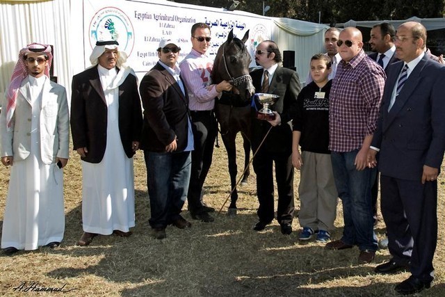 DSC_0171 - adj - crop 295 (Medium).jpg - Junior Colts Reserve Champion 
Name:  JAREER AL KHALEDIAH
( PADRONS IMMAGE X  BARAH AL KHALEDIAH )               
Breeder: Al Khalediah Farm K.S.A.
Owner: Al Khalediah Farm K.S.A.
