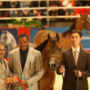 Pandoraah - Pandoraah - Owned by Al Khaled Farm - KSA shown by Tom Schoukens