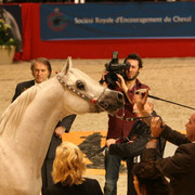 Nijem Ibn Eternity - World Bronze winner Nijem Ibn Eternity owned by HRH Prince Khalid bin Sultan bin Abdul Aziz Al Saud